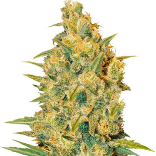 Сорт Cookies Kush fem (Barney's Farm) Сорт Cookies Kush fem (Barney's Farm)