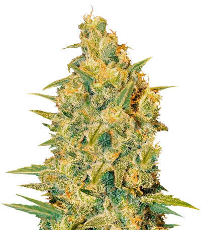 Сорт Cookies Kush fem (Barney's Farm) Сорт Cookies Kush fem (Barney's Farm)