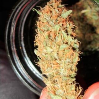 Сорт Kali Mist fem (Delicious Seeds)