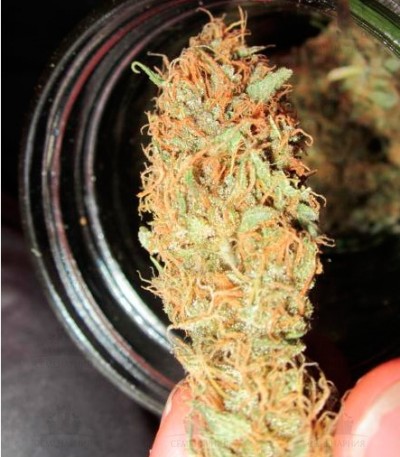 Сорт Kali Mist fem (Delicious Seeds) Сорт Kali Mist fem (Delicious Seeds)