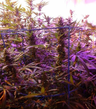 Сорт Cookies Kush fem (Barney's Farm) Сорт Cookies Kush fem (Barney's Farm) — изображение 3