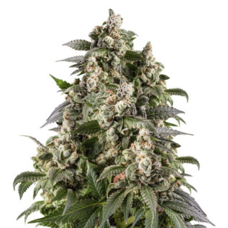 Сорт Cookies USA fem (Pyramid Seeds)