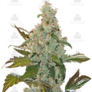 Сорт Cheese fem (GHS)