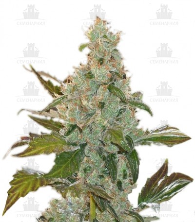 Сорт Cheese fem (GHS) Сорт Cheese fem (GHS)