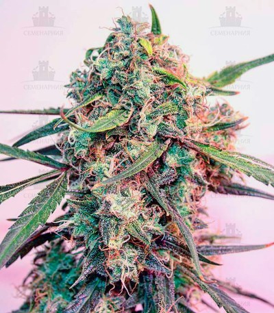 Сорт Cheese fem (GHS) Сорт Cheese fem (GHS) — изображение 3