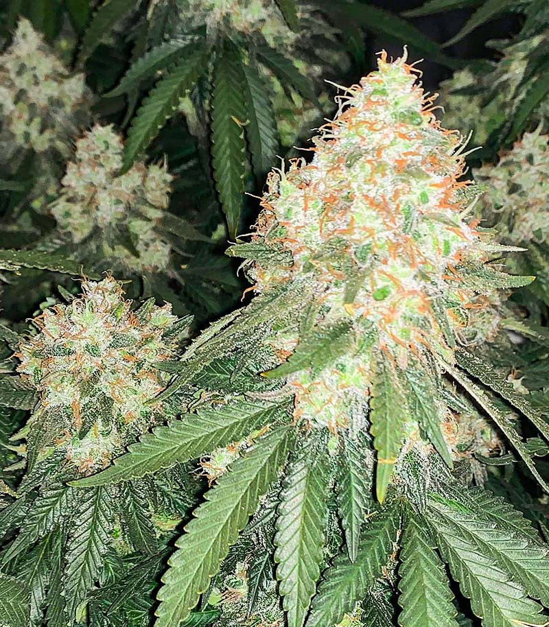 Сорт Cherry Pie (Advanced Seeds) Сорт Cherry Pie (Advanced Seeds) — изображение 3