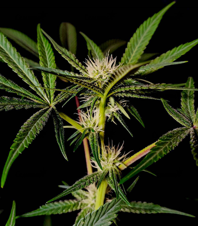 Сорт Cookies Kush fem (Barney's Farm) Сорт Cookies Kush fem (Barney's Farm) — изображение 3