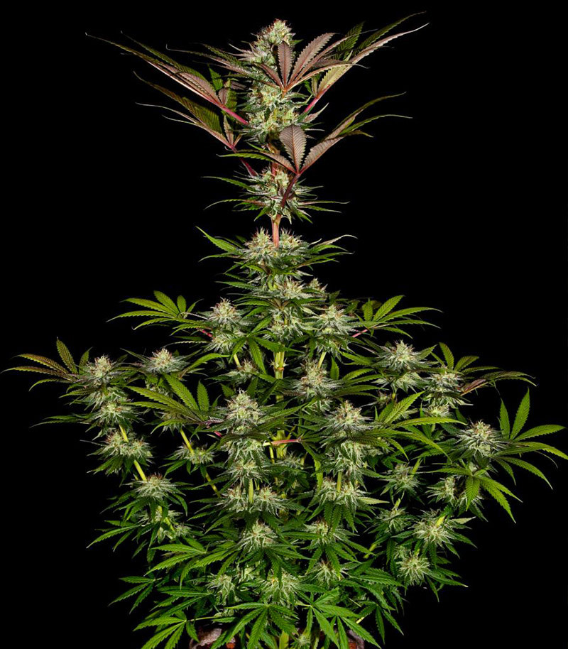 Сорт Cookies Kush fem (Barney's Farm) Сорт Cookies Kush fem (Barney's Farm) — изображение 4
