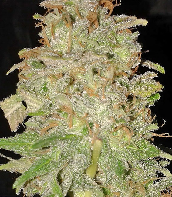 Сорт Cookies USA fem (Pyramid Seeds) Сорт Cookies USA fem (Pyramid Seeds) — изображение 4