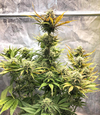 Сорт Cream Cookies Auto fem (FastBuds) Сорт Cream Cookies Auto fem (FastBuds) — изображение 3