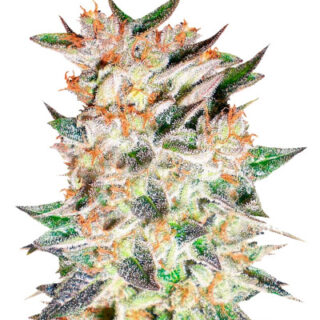 Сорт Delicious Candy Auto fem (Delicious Seeds)