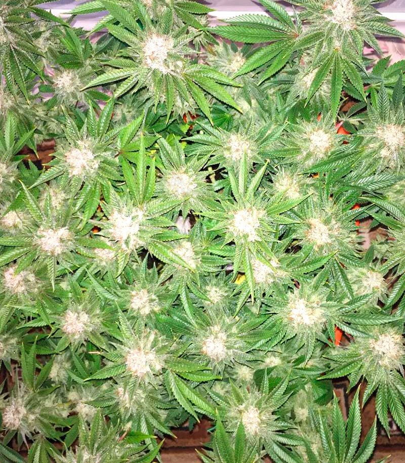 Сорт Cookies Kush fem (Barney's Farm) Сорт Cookies Kush fem (Barney's Farm) — изображение 4