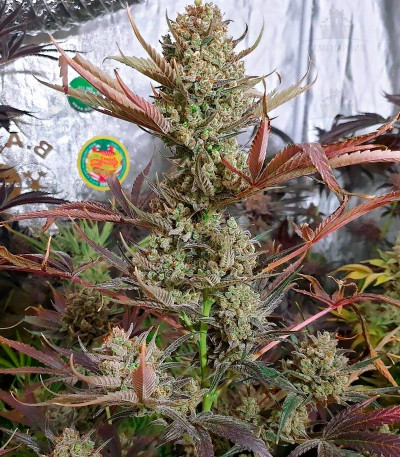 Сорт Dark Phoenix fem (GHS) Сорт Dark Phoenix fem (GHS) — изображение 2