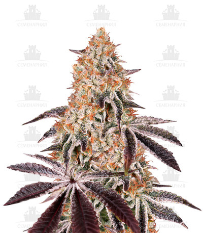Сорт Dark Phoenix fem (GHS) Сорт Dark Phoenix fem (GHS)
