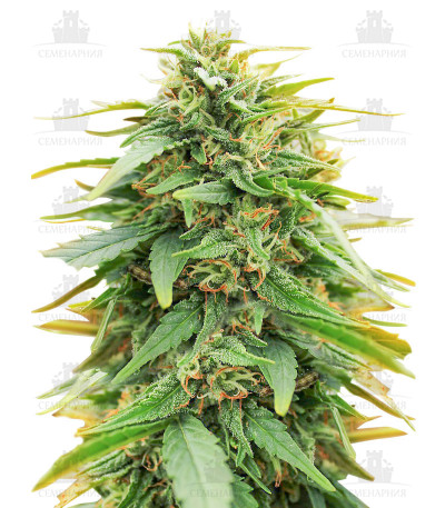 Сорт Deepforest Super Auto fem Сорт Deepforest Super Auto fem