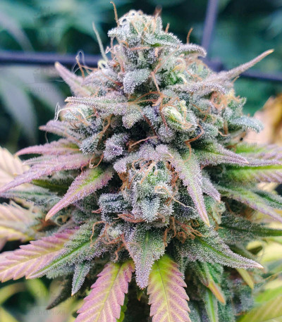 Сорт Descojack fem (Delicious Seeds) Сорт Descojack fem (Delicious Seeds) — изображение 3