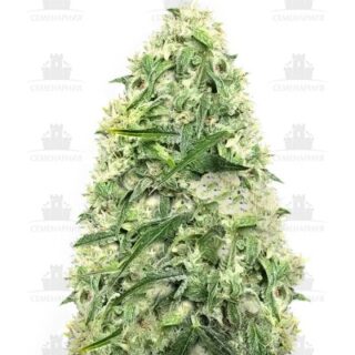 Сорт Doctor’s Choiсe #1 auto fem