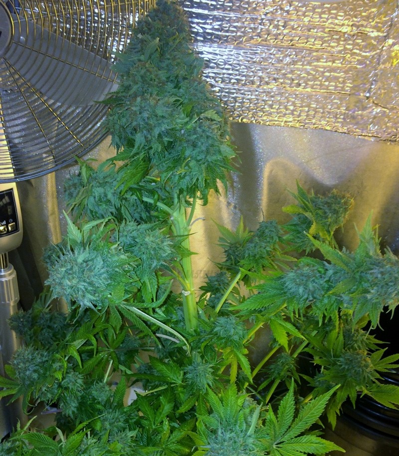 Сорт Rainbow Road fem (Paradise Seeds) Сорт Rainbow Road fem (Paradise Seeds) — изображение 5