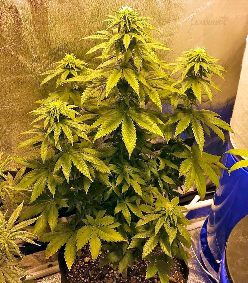 Сорт Rainbow Road fem (Paradise Seeds) Сорт Rainbow Road fem (Paradise Seeds) — изображение 4