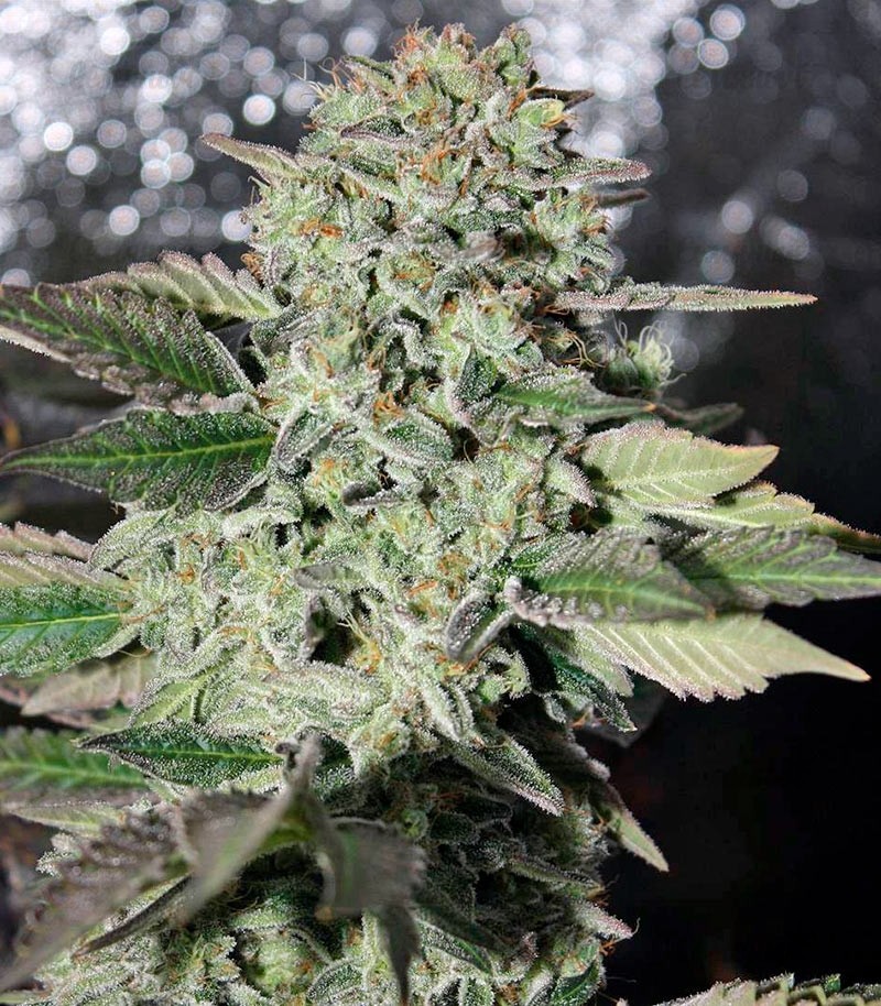Сорт Dutch Dragon fem (Paradise Seeds) Сорт Dutch Dragon fem (Paradise Seeds) — изображение 2