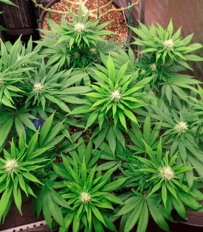 Сорт Eleven Roses fem (Delicious Seeds) Сорт Eleven Roses fem (Delicious Seeds) — изображение 4