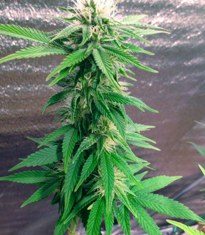 Сорт Eleven Roses fem (Delicious Seeds) Сорт Eleven Roses fem (Delicious Seeds) — изображение 5