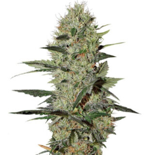 Сорт Dutch Dragon fem (Paradise Seeds)