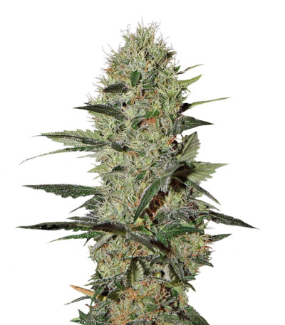 Сорт Dutch Dragon fem (Paradise Seeds) Сорт Dutch Dragon fem (Paradise Seeds)