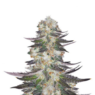 Сорт Gelato fem (Blimburn Seeds) семена конопли Сорт Gelato fem (Blimburn Seeds) семена конопли