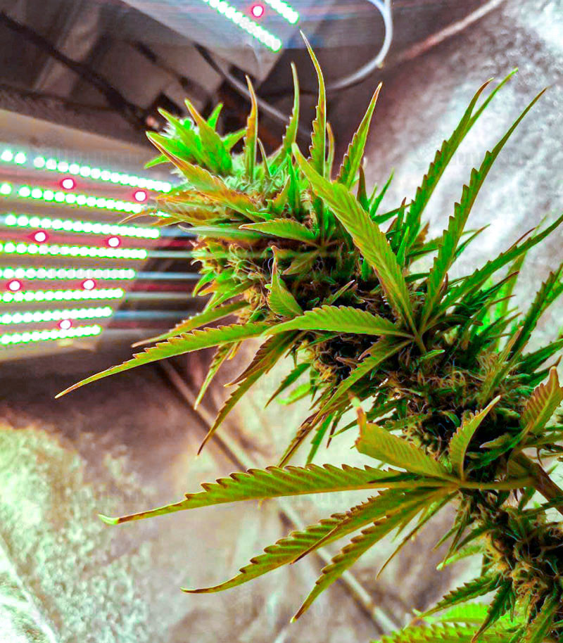 Сорт Gelato fem (Cali Buds Seeds) Сорт Gelato fem (Cali Buds Seeds) — изображение 3