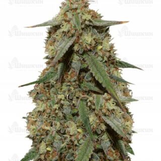 Сорт Girl Scout Cookies auto (FastBuds) семена конопли