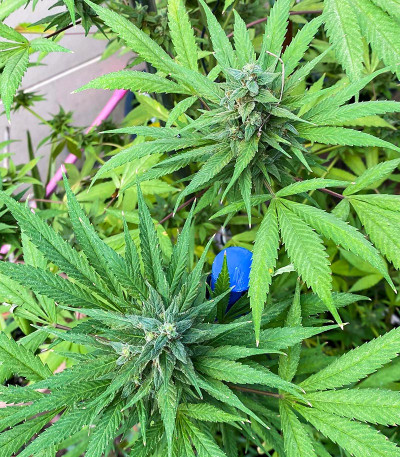 Сорт Golosa fem (Delicious Seeds) Сорт Golosa fem (Delicious Seeds) — изображение 5