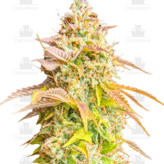 Сорт Gorilla Glue Auto fem (Barney's Farm) Сорт Gorilla Glue Auto fem (Barney's Farm)