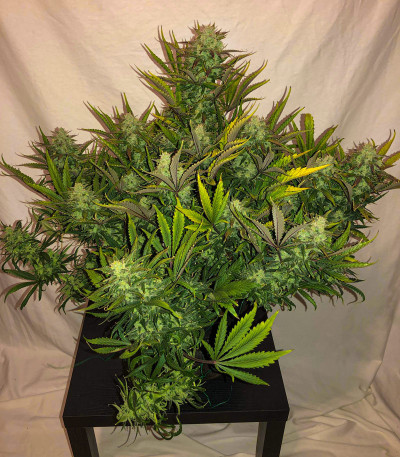 Сорт Gorilla Glue Auto (FastBuds) Сорт Gorilla Auto (Gorilla Glue Auto) fem (FastBuds) — изображение 3