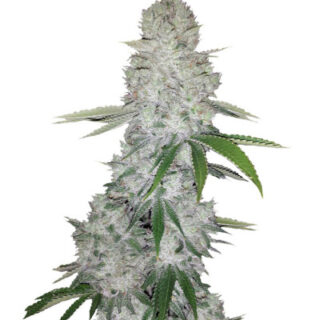 Сорт Gorilla Glue Auto (FastBuds) Сорт Gorilla Glue Auto (FastBuds)