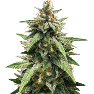 Сорт Gorilla Glue #4 fem (Blimburn Seeds) Сорт Gorilla Glue #4 fem (Blimburn Seeds)