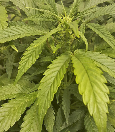 Сорт Gorilla Glue Auto (FastBuds) Сорт Gorilla Auto (Gorilla Glue Auto) fem (FastBuds) — изображение 6