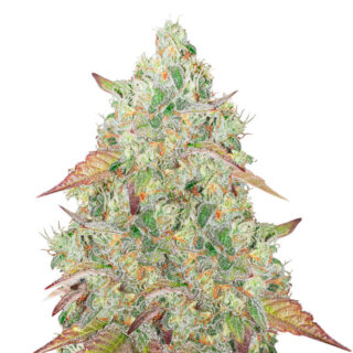 Сорт Grandmommy Purple fem (Herbies Seeds) Сорт Grandmommy Purple fem (Herbies Seeds)