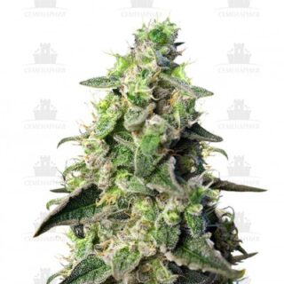 Сорт Green Poison XL Auto fem (Sweet Seeds) Сорт Green Poison XL Auto fem (Sweet Seeds)