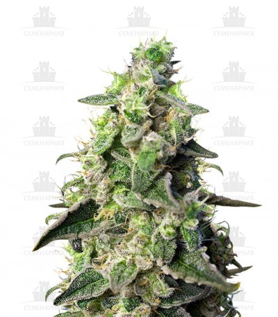 Сорт Green Poison XL Auto fem (Sweet Seeds) Сорт Green Poison XL Auto fem (Sweet Seeds)
