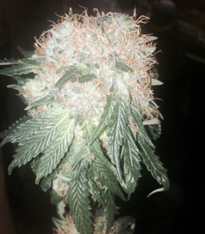 Сорт Green Ninja fem (Heavyweight Seeds) Сорт Green Ninja fem (Heavyweight Seeds) — изображение 3