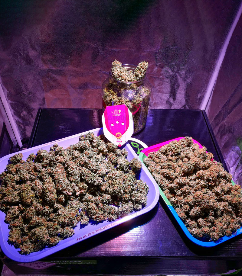 Сорт Haze Berry fem (RQS) Сорт Haze Berry fem (RQS) — изображение 3