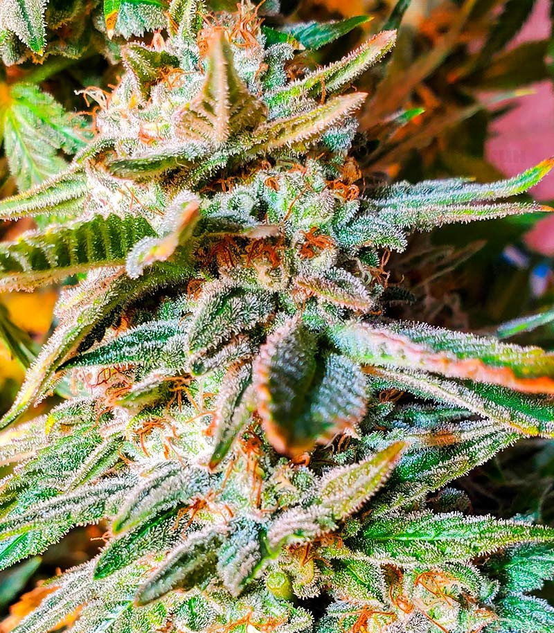 Сорт Gorilla Zkittlez (Barney's Farm) Сорт Gorilla Zkittlez (Barney's Farm) — изображение 2