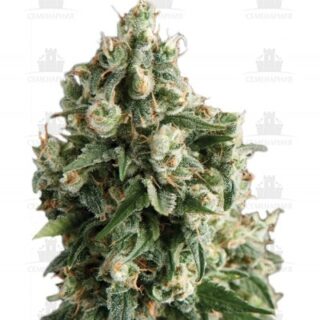 Сорт Lennon fem (Pyramid Seeds) Сорт Lennon fem (Pyramid Seeds)