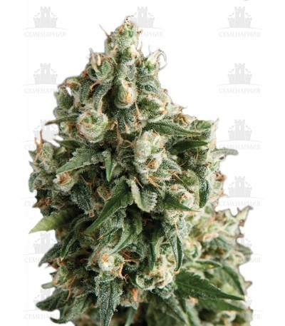 Сорт Lennon fem (Pyramid Seeds) Сорт Lennon fem (Pyramid Seeds)