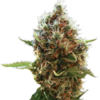 Сорт LSD-25 auto (FastBuds)