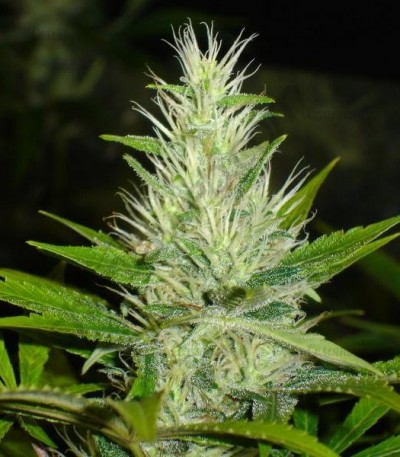 Сорт Malakoff fem (Medical Seeds) Сорт Malakoff fem (Medical Seeds) — изображение 3