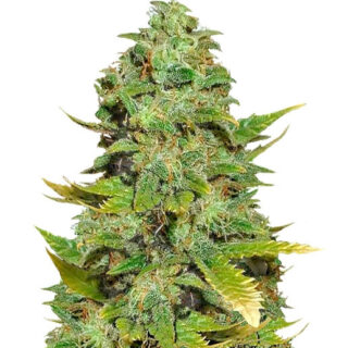 Сорт LSD-25 auto (FastBuds) Сорт LSD-25 auto (FastBuds)