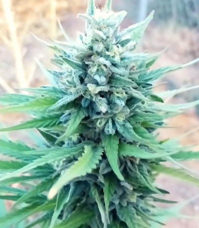 Сорт LSD-25 auto (FastBuds) Сорт LSD-25 auto (FastBuds) — изображение 3