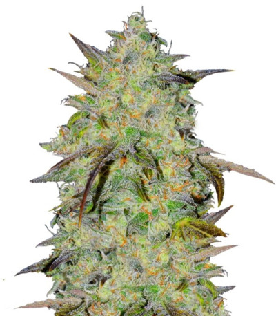 Сорт LSD-25 auto (FastBuds) Сорт LSD-25 auto (FastBuds)
